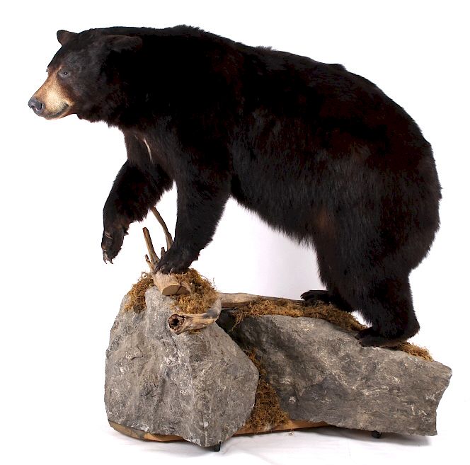 Appraisal: Full Black Bear Taxidermy Trophy Mount - Alberta Included in