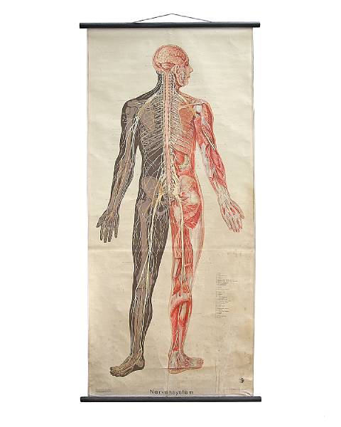 Appraisal: A German polychrome anatomical chart of a female model mid