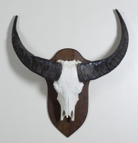 Appraisal: Mounted African Horns Mounted African Horns