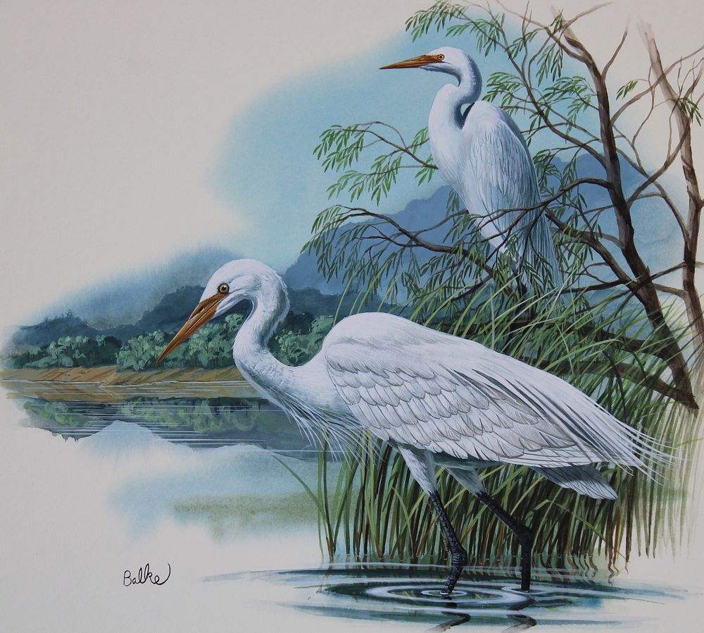 Appraisal: Don Balke B Tennessee - Great Egret Shannon Stirnweis Arizona