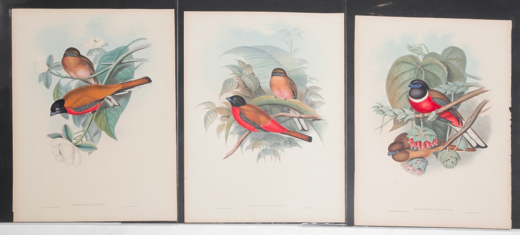 Appraisal: THREE GOULD AND RICHTER BIRDS OF ASIA PRINTS Published in