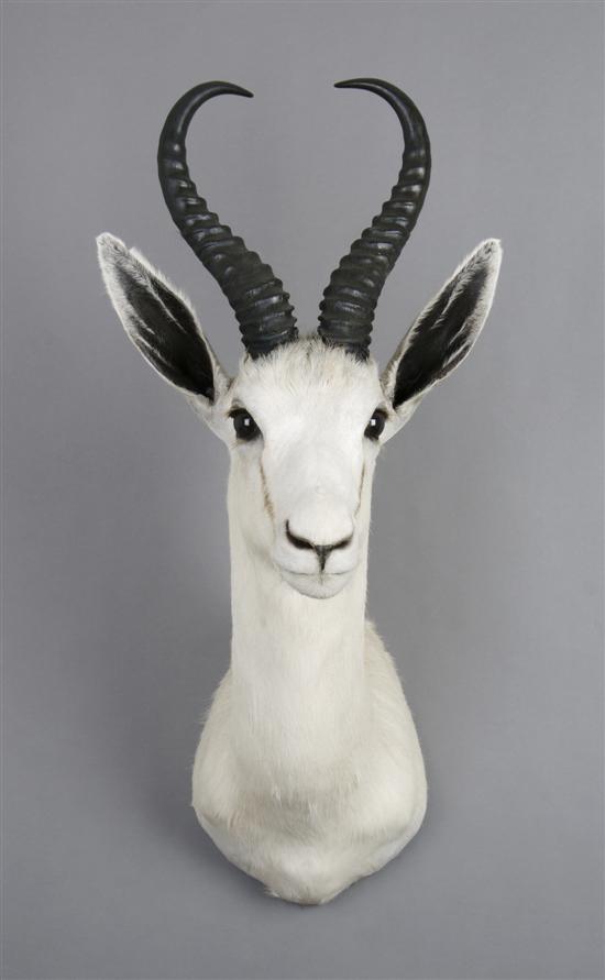 Appraisal: A Taxidermied White Springbok Buck Height inches