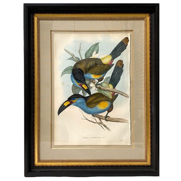 Appraisal: John Gould Andigena Laminirostris Print John Gould Andigena Laminirostris Print