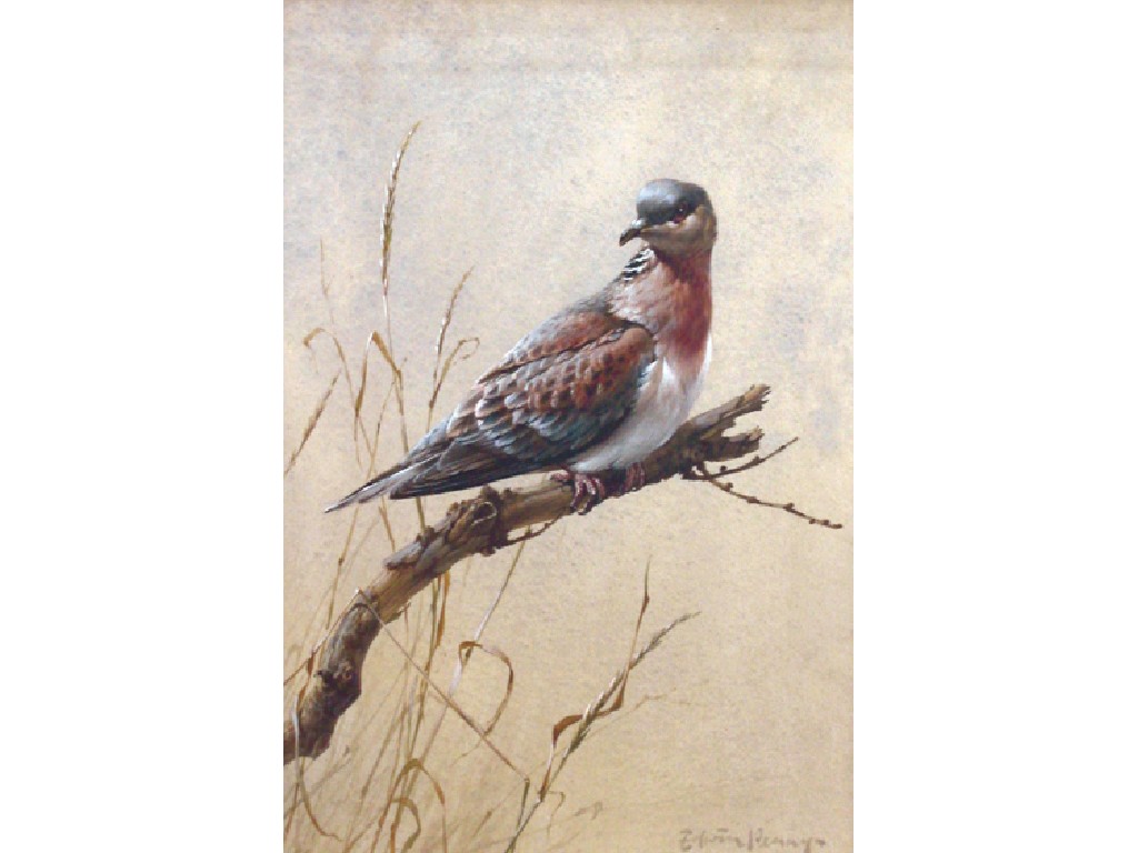 Appraisal: EDWIN PENNY Turtledove watercolour signed x -