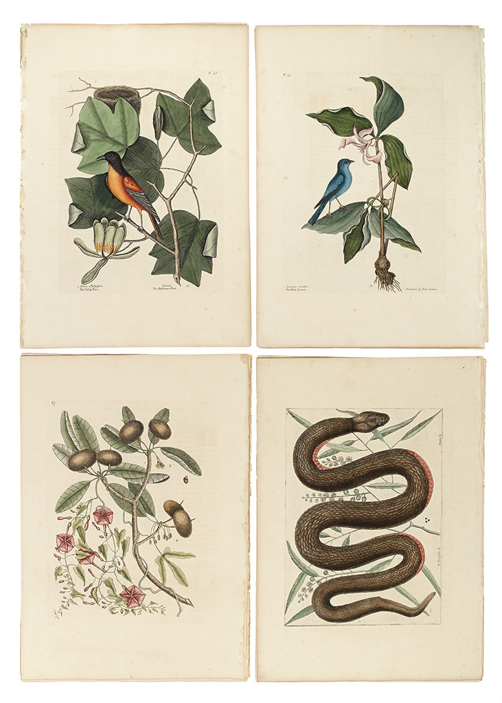 Appraisal: CATESBY MARK Fifteen hand-colored engraved plates extracted from the first