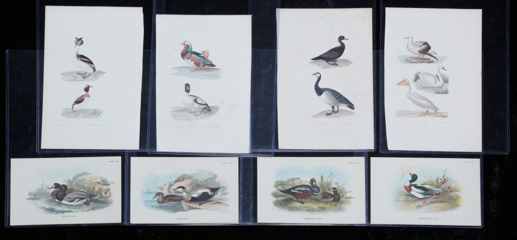 Appraisal: EIGHT WATER FOWL PRINTS Nineteenth century Four French M A