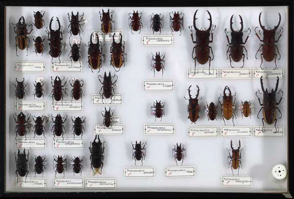 Appraisal: Shadowboxed Collection of Insect Specimens the white background and black