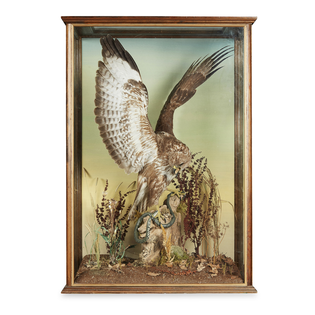 Appraisal: YCASED TAXIDERMY BUZZARD DIORAMA TH CENTURY depicting a full mount