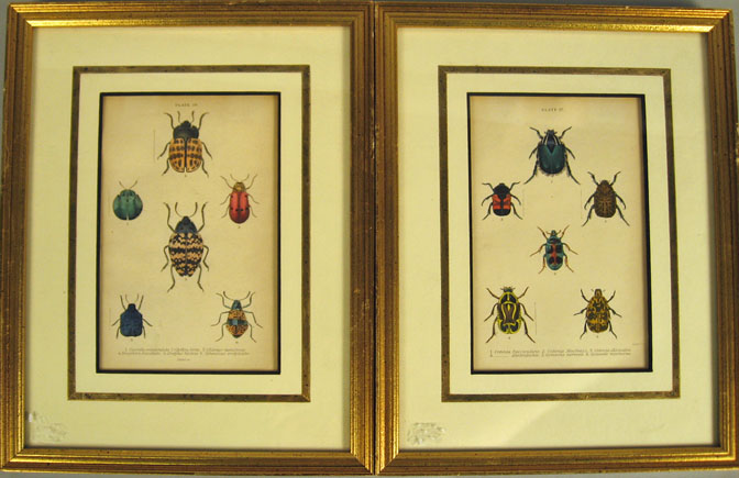 Appraisal: Two th century hand-colored steel-engraved prints beetles From 'The Naturalist's