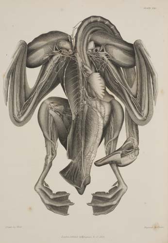 Appraisal: SWAN JOSEPH Illustrations of the Comparative Anatomy of the Nervous