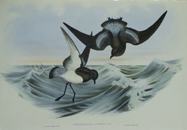 Appraisal: Grey-backed Petrel Thalassidroma Nereis