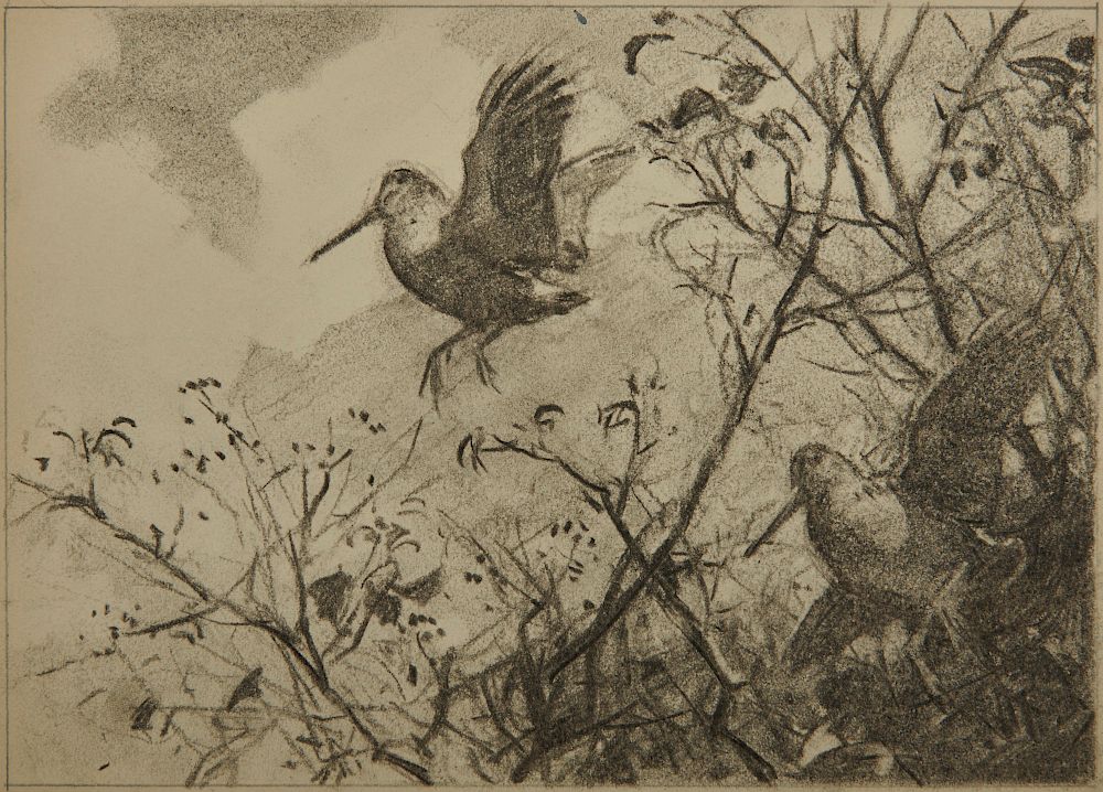 Appraisal: AIDEN LASSELL RIPLEY American - Woodcock charcoal on artists board