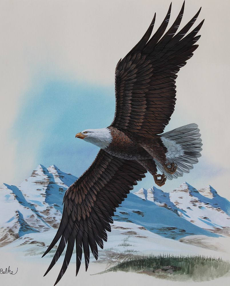 Appraisal: Don Balke B Bald Eagle Don Balke B Bald Eagle