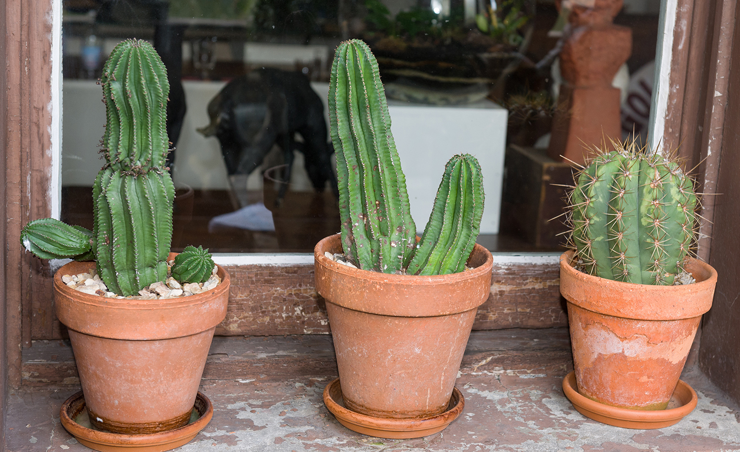 Appraisal: SIX CACTI IN TERRACOTTA POTS three featured largest including pot