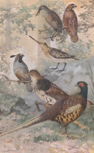 Appraisal: HENRY HOBART NICHOLS AMERICAN - x image Common Game Birds