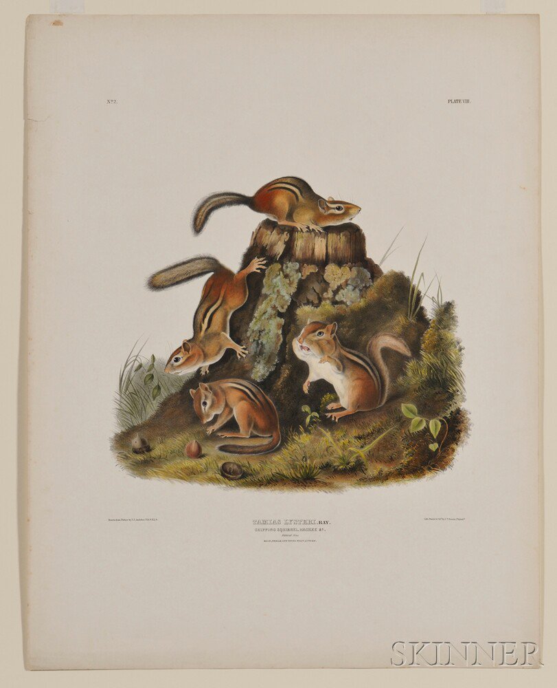 Appraisal: Audubon John James - Chipping Squirrel Plate VIII from The