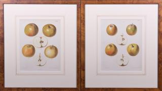 Appraisal: Samuel Berghuis Yellow Apples c pair of chromolithographs presented in