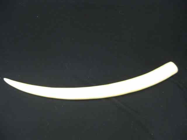 Appraisal: Elephant Ivory Tusk '' long a fine untouched example with