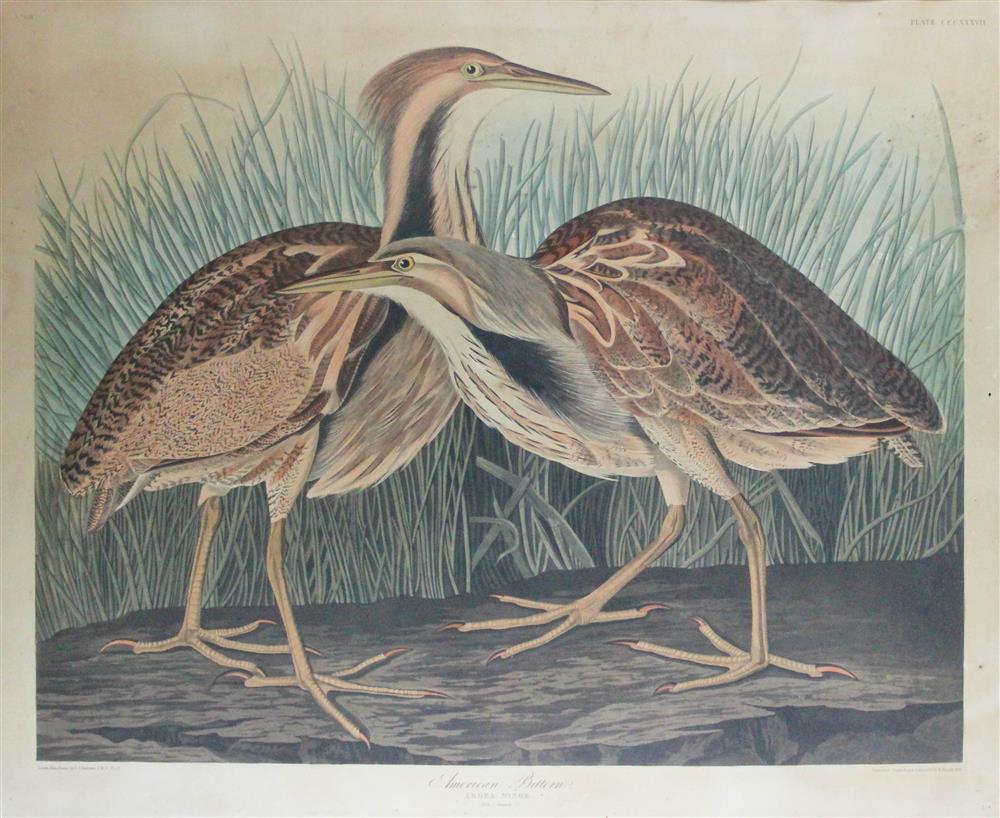 Appraisal: JOHN JAMES AUDUBON AMERICAN - AMERICAN BITTERN Engraving x sheet