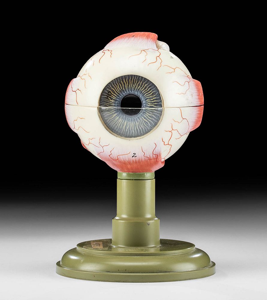 Appraisal: s German SOMSO Plast Anatomical Eye Model Western Europe West