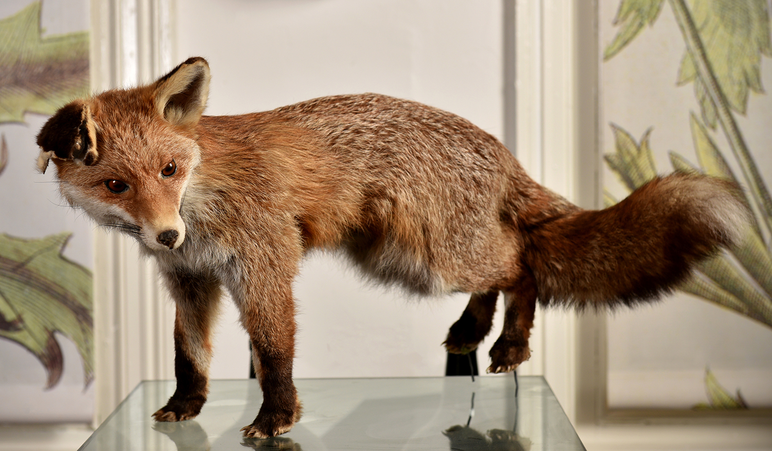 Appraisal: A TAXIDERMIED FOX h x w x d