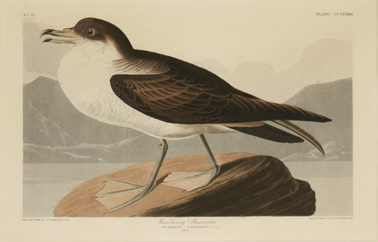 Appraisal: After John James Audubon American - Wandering Shearwater Plate CCLXXXIII