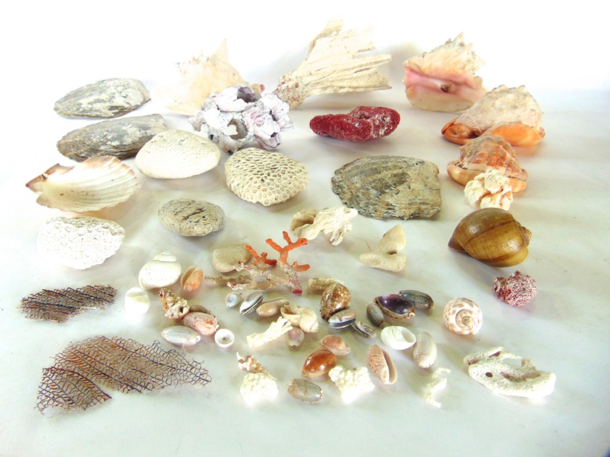 Appraisal: A collection of exotic seashells of varying form and type