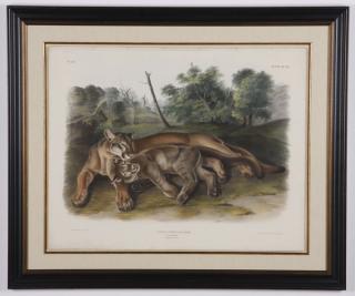 Appraisal: James Audubon original litho circa Mid th century hand colored