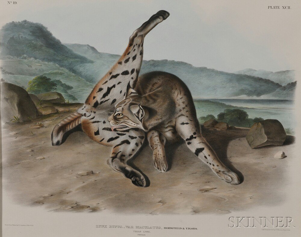 Appraisal: Audubon John James - Texan Lynx Female Plate XCII from