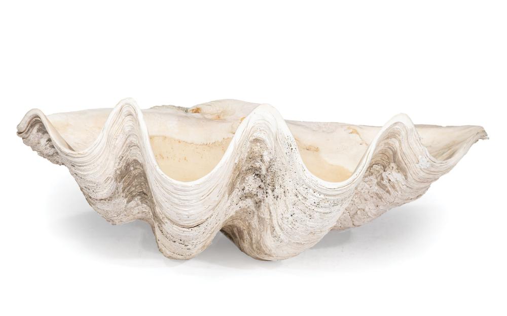 Appraisal: Giant Clam Shell tridacna gigas h in w in d