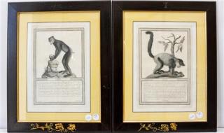 Appraisal: Four Italian Engravings th th century each depicting a species