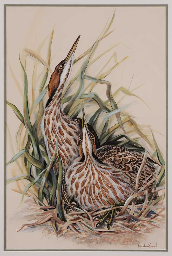 Appraisal: Anne Worsham Richardson Charleston South Carolina born Nesting Bitterns signed