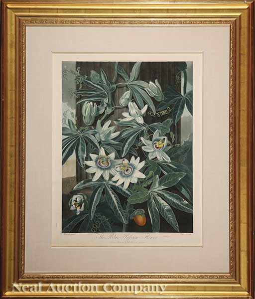 Appraisal: Dr Robert John Thornton English - Blue Passion Flower hand-colored