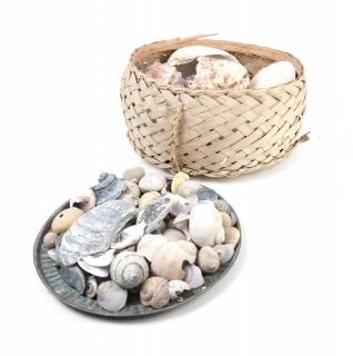 Appraisal: Collection of Sea Shells Collection of sea shells ranging from