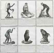 Appraisal: Lot of Six Monkey Engravings Italy Early th Century Stiple