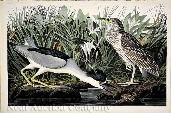 Appraisal: After John James Audubon American - Night Heron or Qua