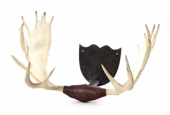 Appraisal: Massive moose antler trophy with leather-padded metal wall mount H