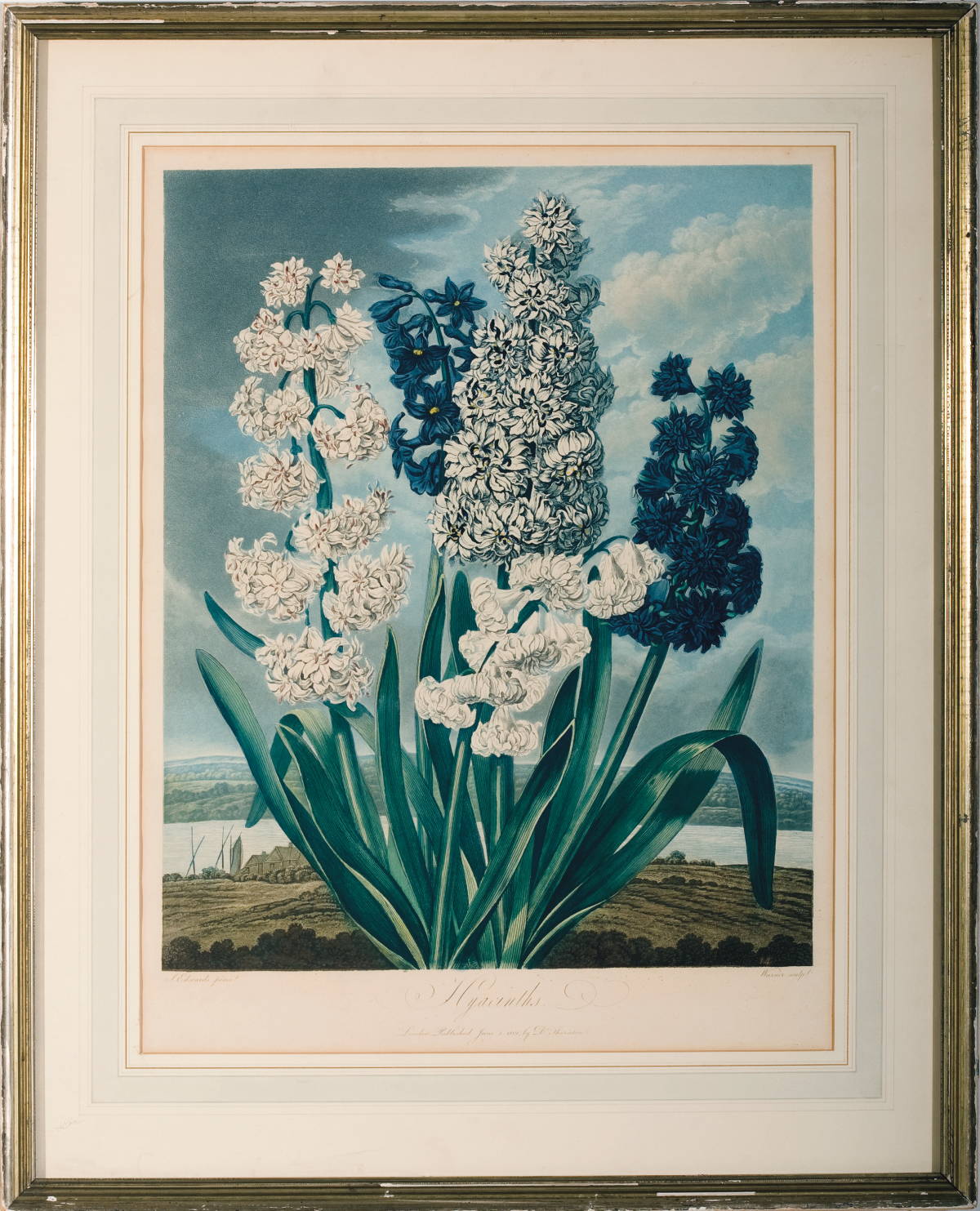 Appraisal: HYACINTHS FROM DR ROBERT THORNTON quot S THE TEMPLE OF