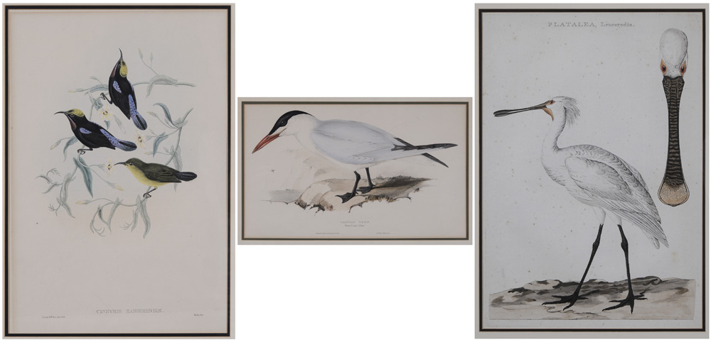 Appraisal: Three Ornithological Prints th and th century J E Gould