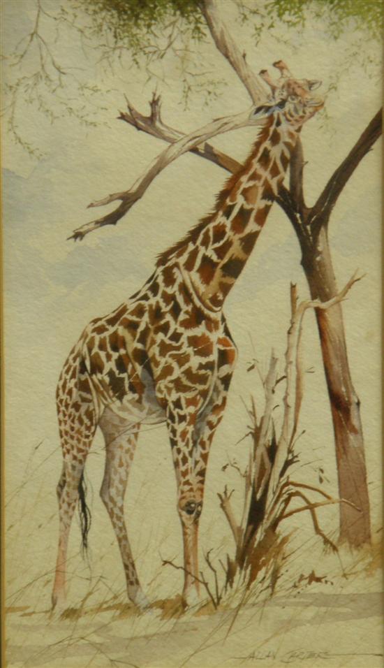 Appraisal: Allan Carter watercolour giraffe by a tree signed Sold with