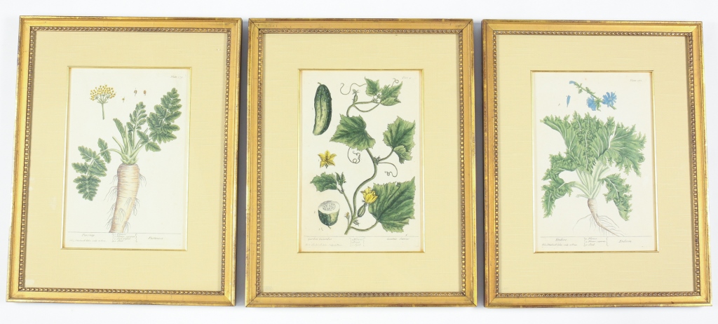 Appraisal: THREE ELIZABETH BLACKWELL PRINTS Plates from A Curious Herbal ca