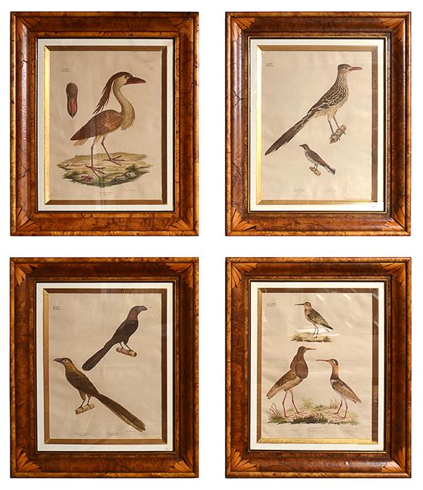 Appraisal: A SET OF FOUR ORNOTHOLOGICAL PRINTS IN BIRDSEYE FRAMES after