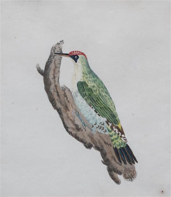 Appraisal: William Hayes British - Green Woodpecker William Hayes British -