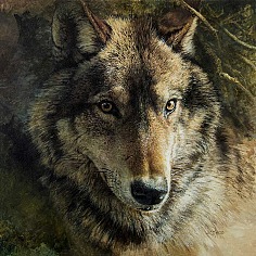 Appraisal: Bonnie Marris Present Wolf in the Pinesoil on canvas x