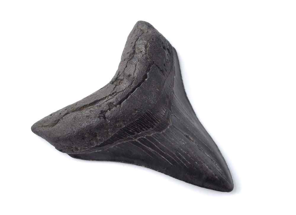 Appraisal: MEGALODON FOSSIL SHARK'S TOOTH Carcharodon Megalodon tooth with nice enamel