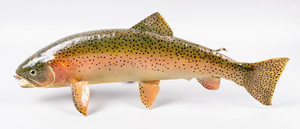 Appraisal: WALL MOUNTED TAXIDERMY RAINBOW TROUT FISH x x in x