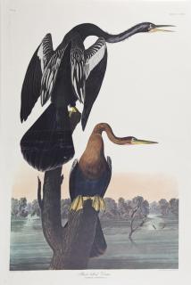 Appraisal: John James Audubon - Black-bellied Darter No Plate Amsterdam edition