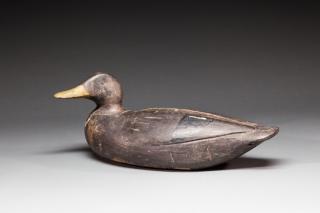 Appraisal: Black Duck by Augustus Aaron Wilson Augustus Aaron Wilson -