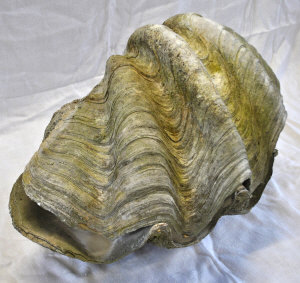 Appraisal: Two giant clam shell halves