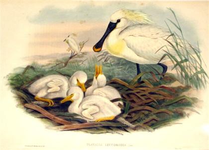 Appraisal: pieces Hand-Colored Lithographs Gould John Waterfowl Platalea Leucorodia Spoonbill Casarce